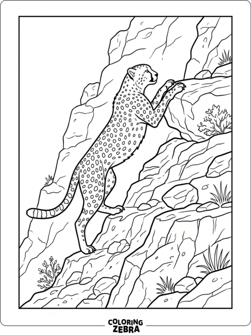 A cheetah climbing a rocky ledge