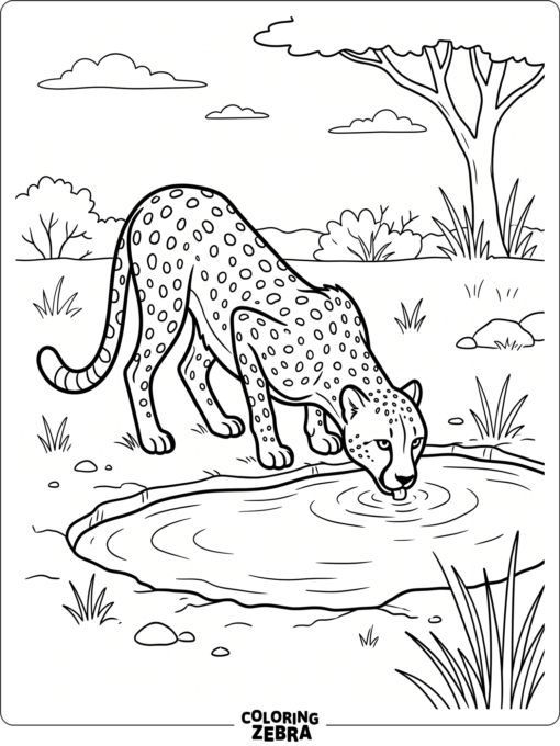 A cheetah drinking from a watering hole
