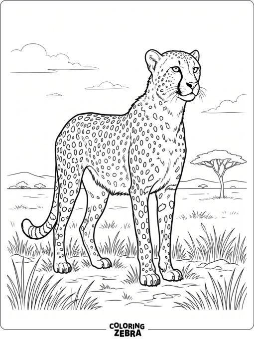 A cheetah standing on savanna grass near an acacia tree