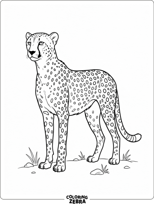 A simple cheetah outline in a standing pose