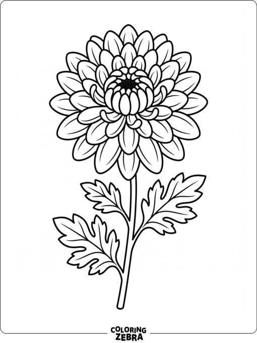 A chrysanthemum bloom with layered petals