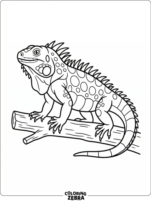 A simple iguana standing on a branch