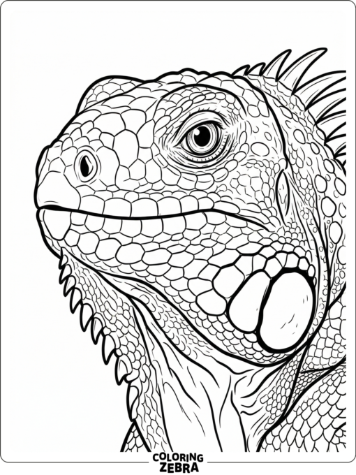 A close-up iguana face with textured scales and alert eyes