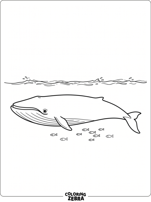 A blue whale swimming under the surface