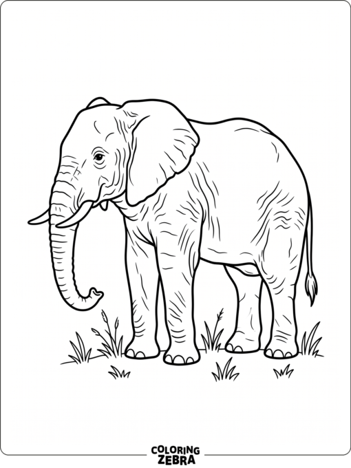 A single elephant standing in profile