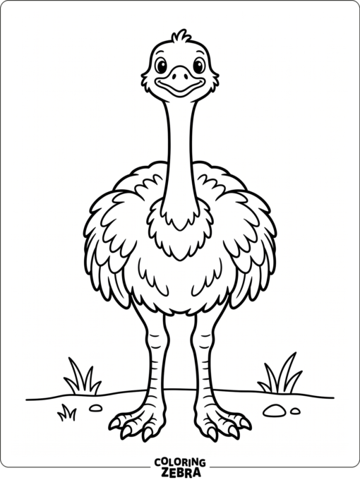 A front view ostrich with a long neck and simple ground line