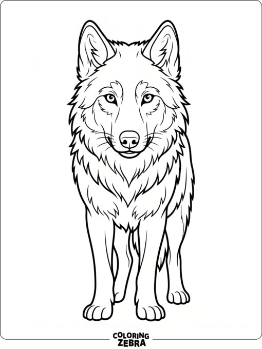 A wolf facing forward with alert ears