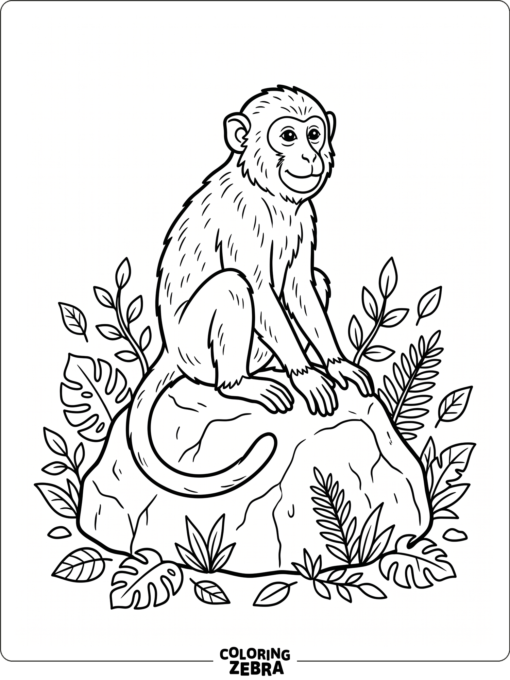 A single monkey sitting on a rock