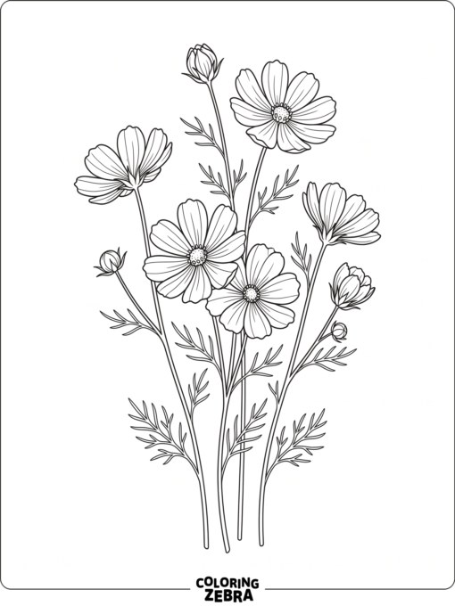 Cosmos flowers on long stems with open buds