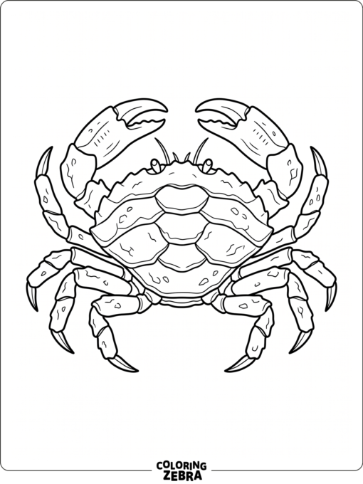 A detailed crab with layered shell plates