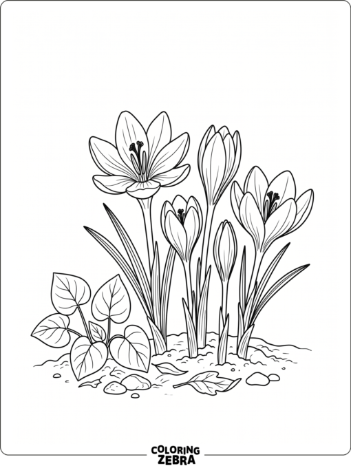 An early crocus blooming beside simple leaves