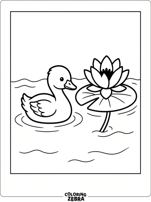 A young cygnet swimming beside a lily