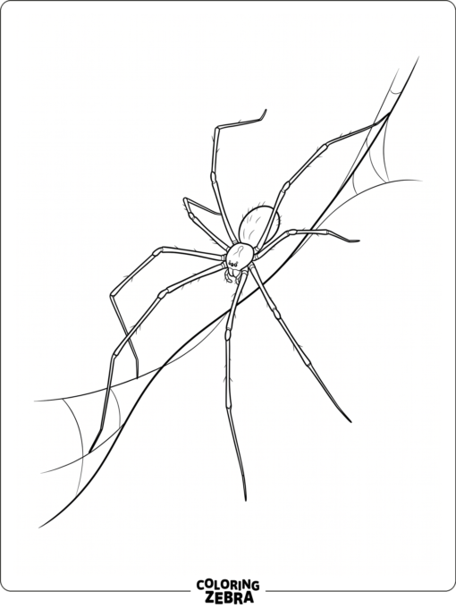 A daddy long legs spider hanging from a web strand