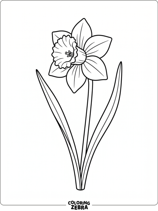 A daffodil flower with a trumpet center