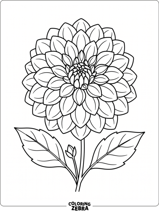 A large dahlia bloom with layered petals