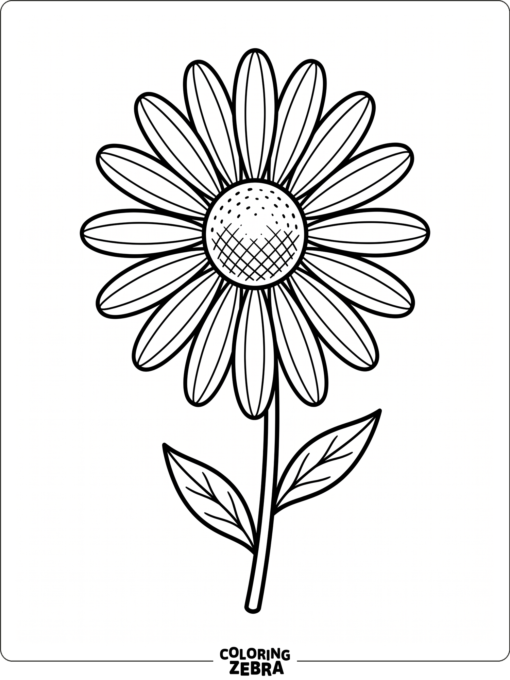 A daisy with a round center and long petals