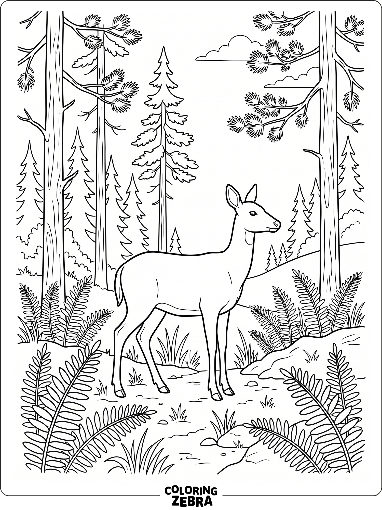 A simple forest scene with tall trees, ferns, and a winding path
