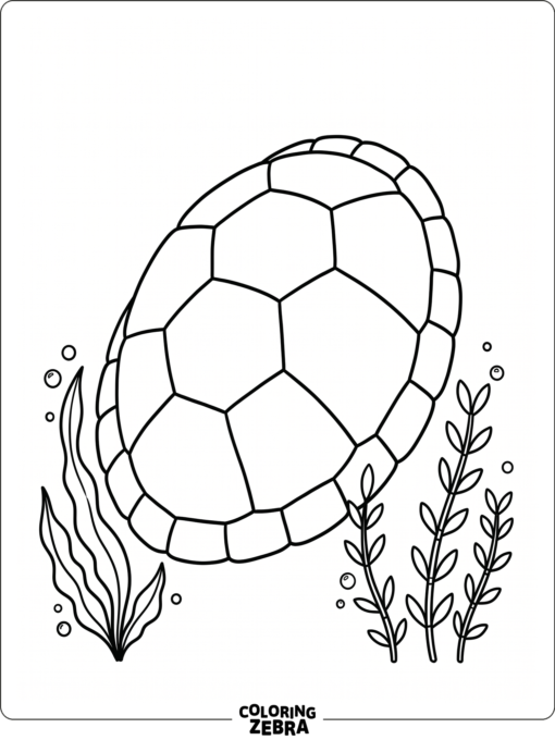 A turtle shell with clear scale lines and sea plants