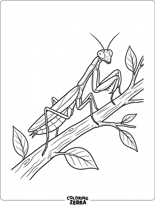 A downloadable mantis coloring sheet with a mantis on a branch