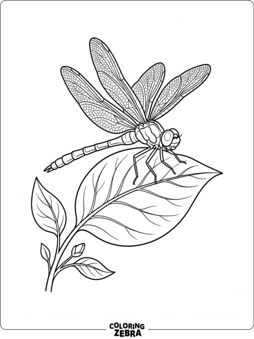 A dragonfly resting on a leaf with spread wings