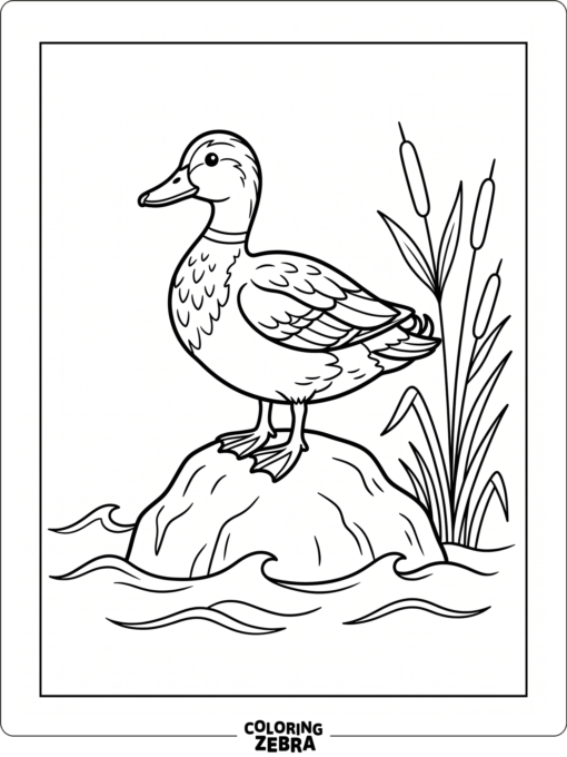 A duck standing on a rock by water