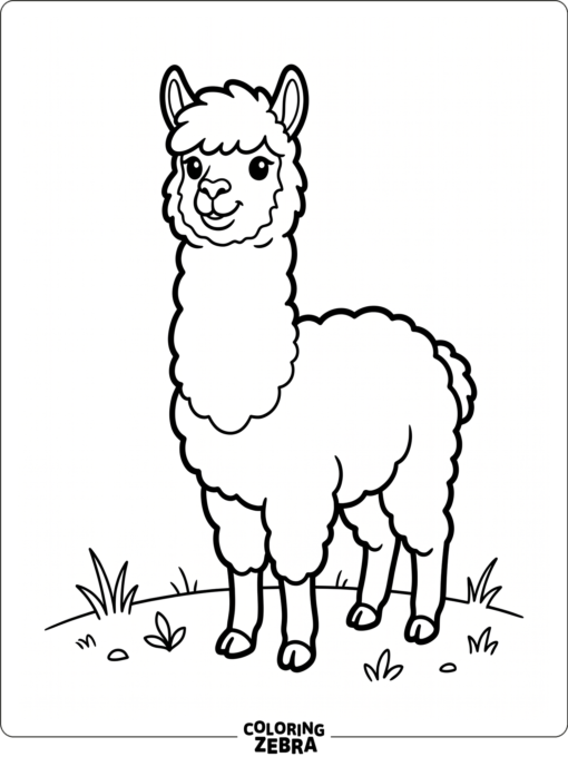 A simple alpaca standing in short grass