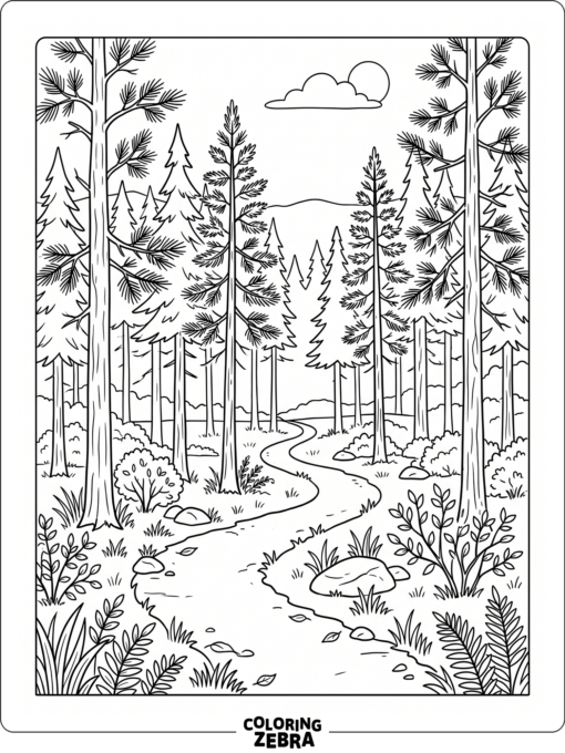 A very easy forest scene with a trail and pine trees
