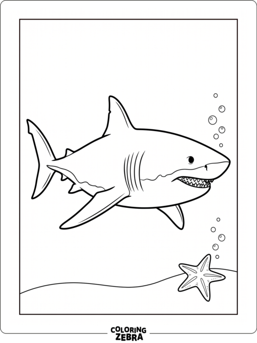An easy megalodon beside a starfish