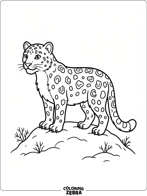 An easy snow leopard standing on a small snowy hill