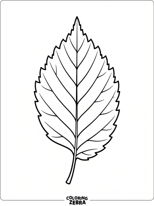 A single elm leaf with a pointed shape