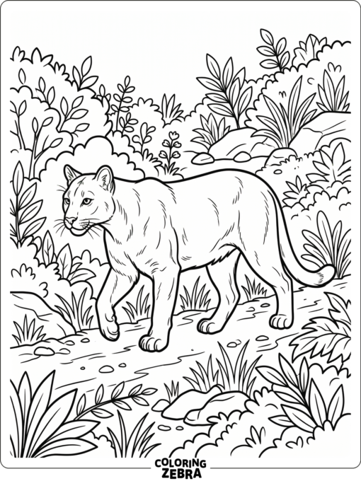 A female cougar walking through brush