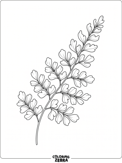 A simple fern frond with soft curved leaflets