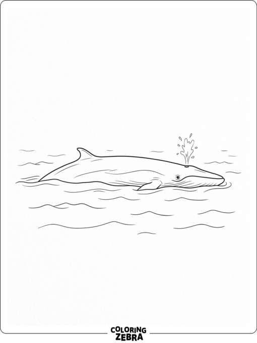 A fin whale surfacing with a spray of water