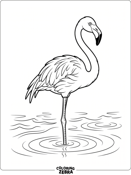A flamingo standing in shallow water