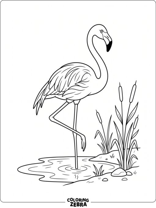A flamingo standing on one leg in shallow water
