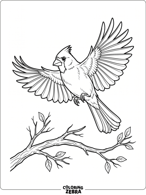 A cardinal flying with wings spread