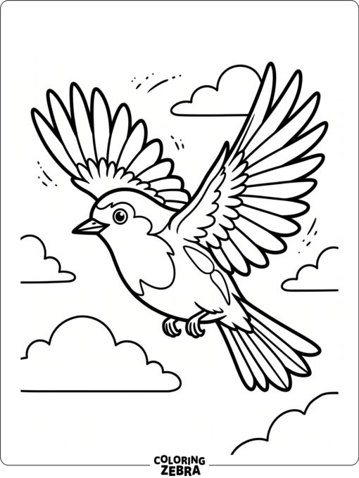 A robin flying with wings spread wide