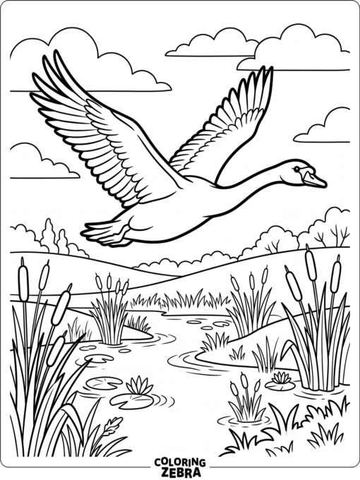 A swan flying with wings spread over a marsh