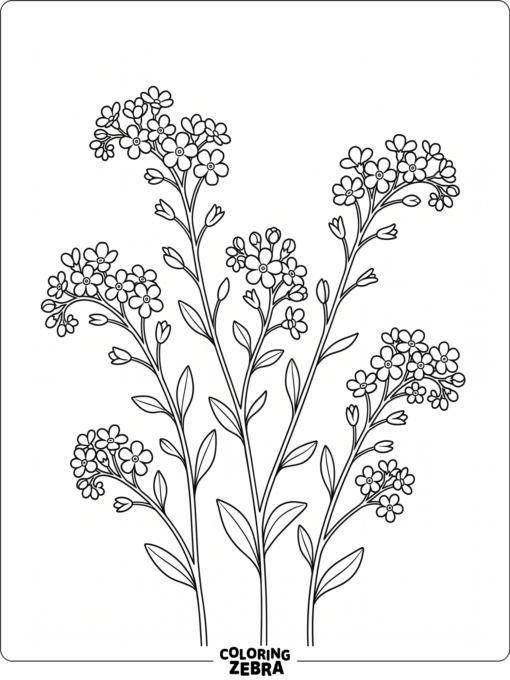 Tiny forget-me-not blossoms on thin stems
