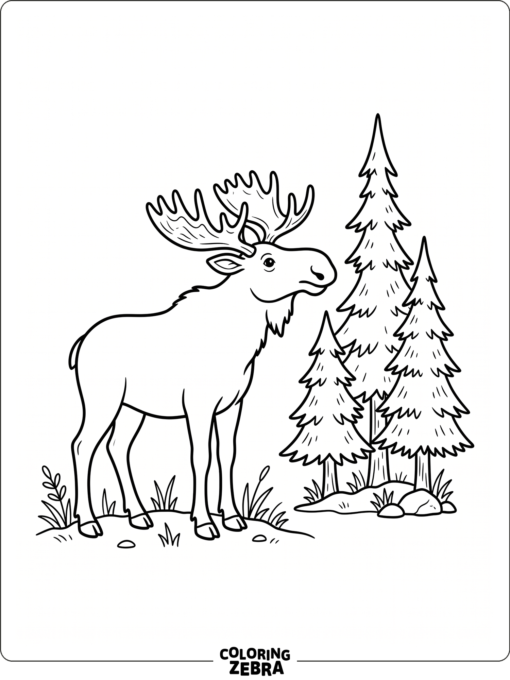 A moose standing near pine trees with a clean open background