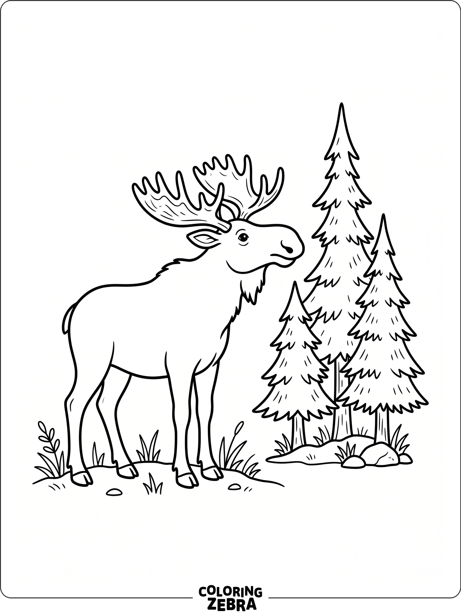 A moose standing near pine trees with a clean open background