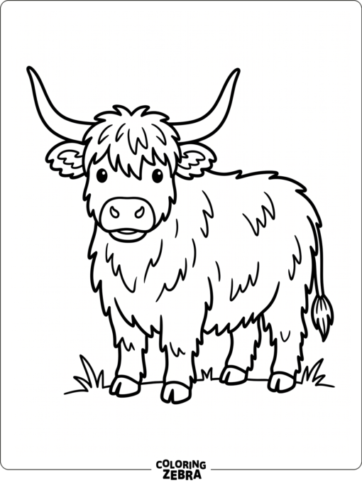 An easy highland cow with thick fur and big horns stands in a plain field.