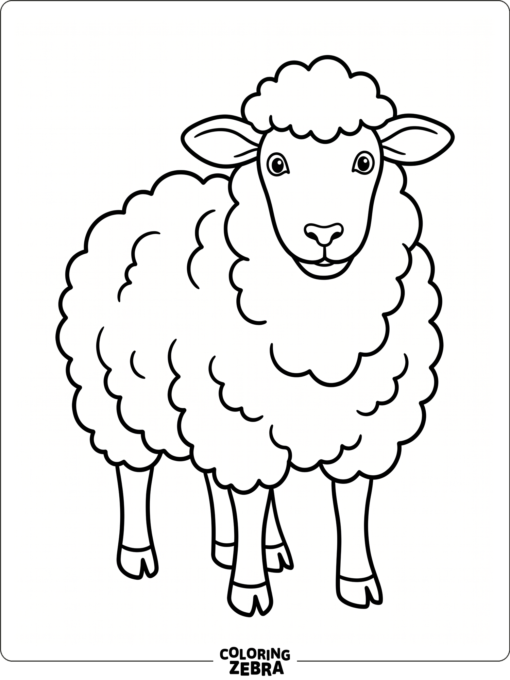 A basic sheep standing front view