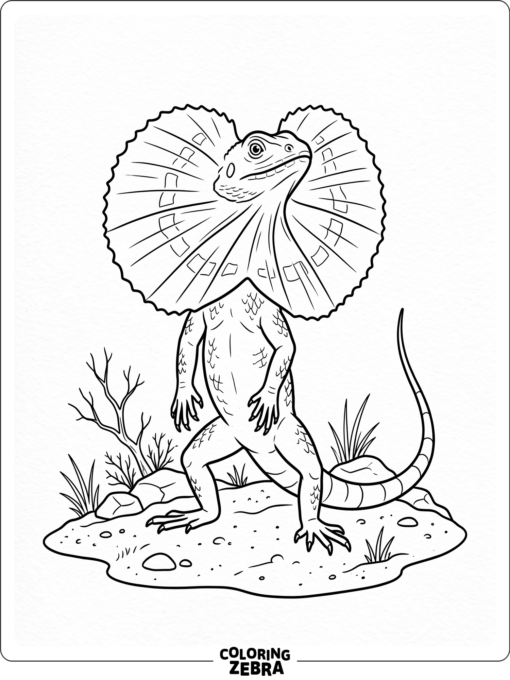 A frilled lizard with a raised neck frill on sand