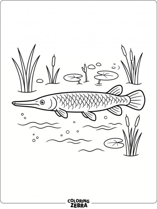 A long-snouted gar fish in marsh water