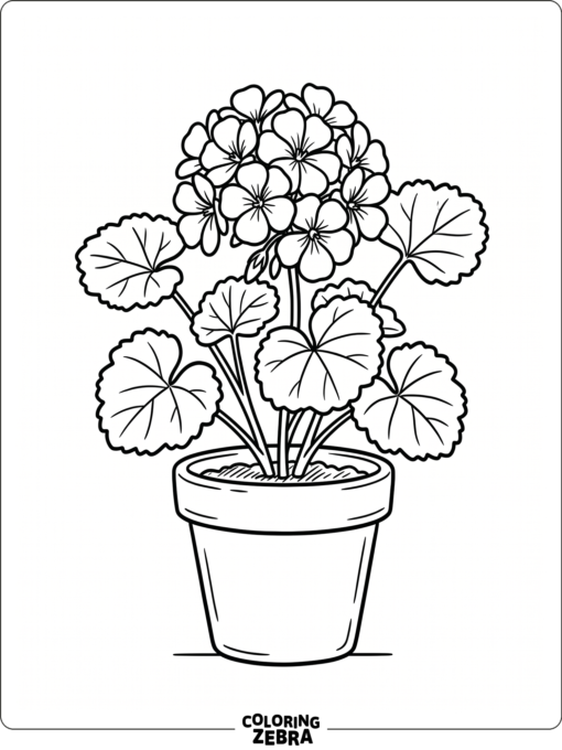 A geranium bloom with rounded petals and leafy stems