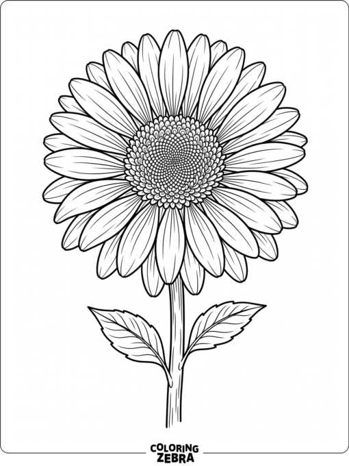 A gerbera daisy with long petals