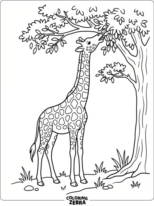 A giraffe eating leaves from a branch