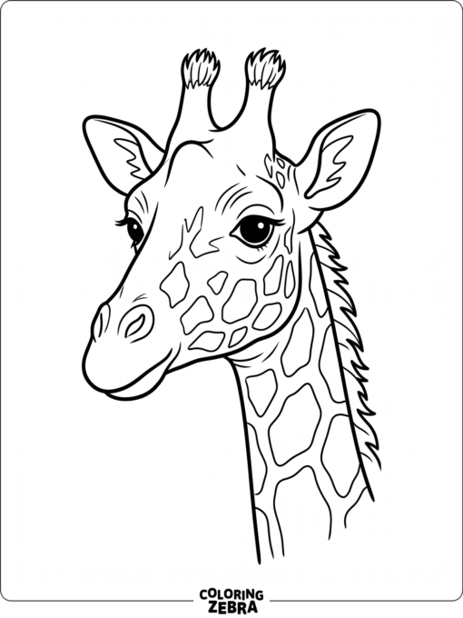 A giraffe head with a short mane and open background