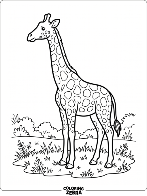 A giraffe with no spots standing in grass